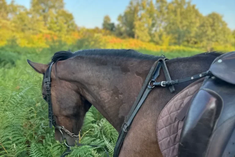 Rutas a caballo principiantes